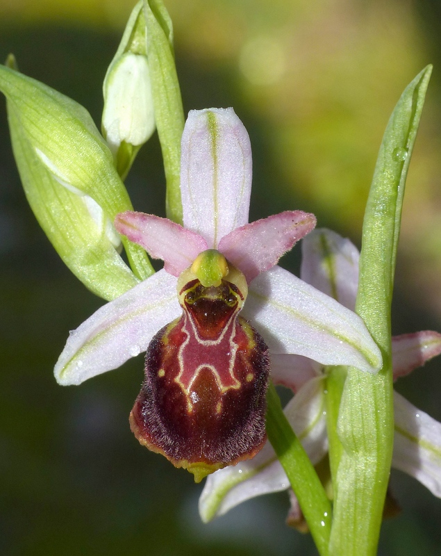 Ophrys montis-leonis sulla costa tirrenica laziale e sugli Aurunci  marzo 2024